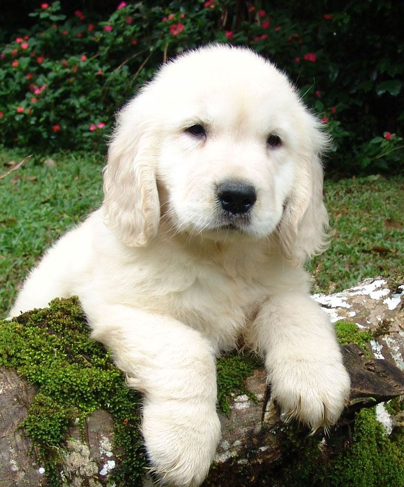 Dalmatian Puppies: Training and Care